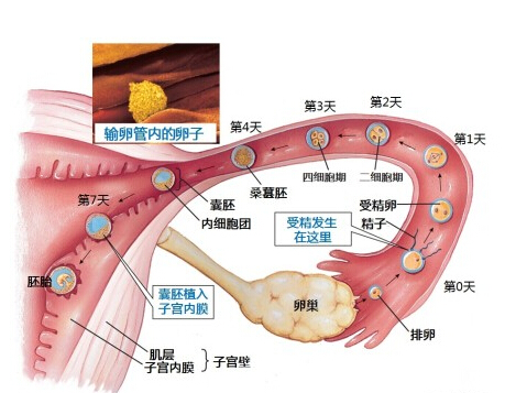 用早孕试纸最早多久可以测出怀孕